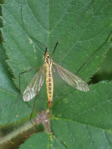 Réf. 325 953 : Nephrotoma flavescens